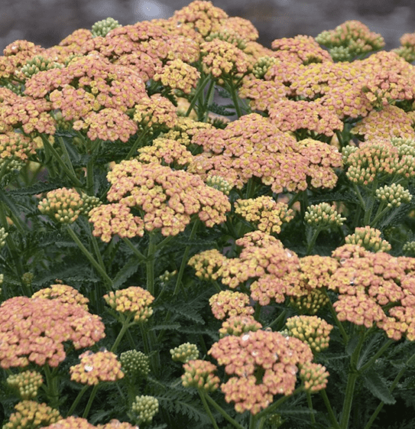 Yarrow / Achillea 'Firefly Peach Sky' (gallon pot)